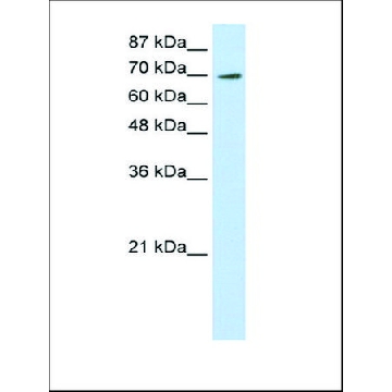 Anti-ELF4 (AB1) antibody produced in rabbit，100UL，AV38028-100UL，Sigma