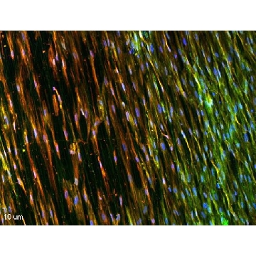 Nanofiber multiwell plate inserts, with aligned nanofibers，12EA，Z694614-12EA，Sigma