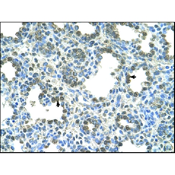 Anti-SLC26A5 antibody produced in rabbit，100UL，AV44176-100UL，Sigma