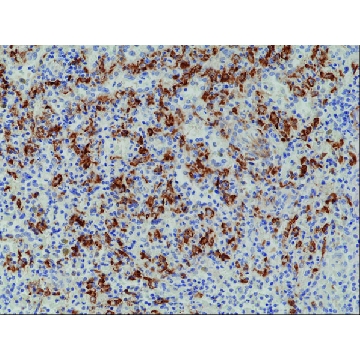 Anti-CD163 antibody, Rabbit monoclonal，100UL，SAB5600260-100UL，Sigma