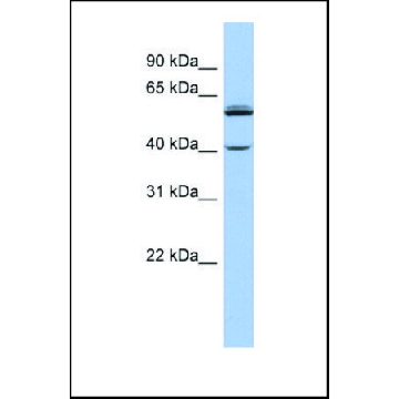 抗-CYP4V2 兔抗，100UL，SAB2103886-100UL，Sigma