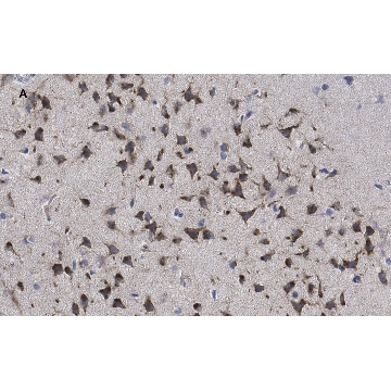 Anti-phospho-GluR1 (Ser831) Antibody, clone N453, ZooMAb® Rabbit Monoclonal，4X25UL，ZRB04823-4X25UL，Sigma