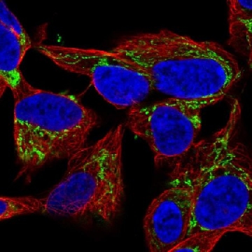 Anti-NME4 antibody produced in rabbit，100UL，HPA072588-100UL，Sigma