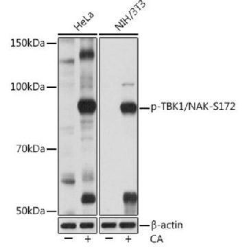Anti-Phospho-TBK1/NAK-S172 antibody produced in rabbit，100UL，SAB5701859-100UL，Sigma