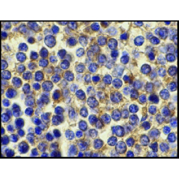 Anti-BCMA antibody produced in rabbit，100UG，PRS2397-100UG，Sigma