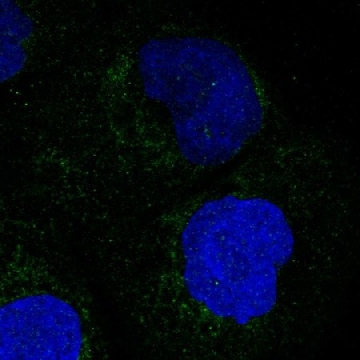 Anti-MARC1 antibody produced in rabbit，100UL，HPA028702-100UL，Sigma