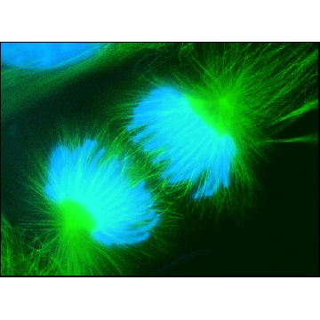 抗小鼠IgG（全分子）–FITC 山羊抗，1ML，F0257-1ML，Sigma