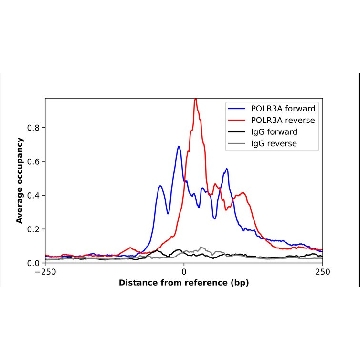 Anti-POLR3A antibody produced in rabbit，100UL，HPA037926-100UL，Sigma