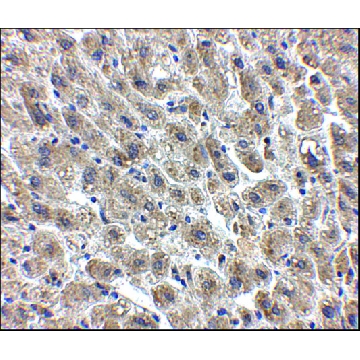Anti-Albumin antibody produced in chicken，100UG，SAB3500217-100UG，Sigma