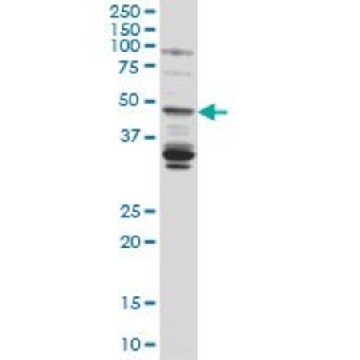 Monoclonal Anti-LASS4 antibody produced in mouse，100UG，WH0079603M1-100UG，Sigma