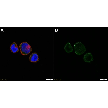Anti-CD42b/GP1BA Antibody, clone 1C9 ZooMAb® Rabbit Monoclonal，254G，ZRB2391-25UL，Sigma