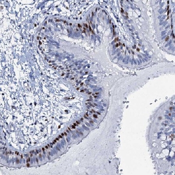 Anti-MFSD5 antibody produced in rabbit，100UL，HPA039773-100UL，Sigma