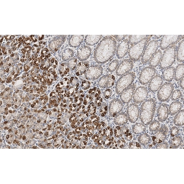 Anti-GSDMD Antibody, clone 1D11 ZooMAb® Rabbit Monoclonal，4X25UL，ZRB1274-4X25UL，Sigma