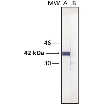 Monoclonal Anti-Maltose Binding Protein antibody produced in mouse，0.5ML，M6295-.5ML，Sigma