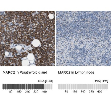 Anti-MARC2 antibody produced in rabbit，100UL，HPA015085-100UL，Sigma