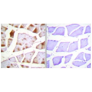 Anti-Actin-pan antibody produced in rabbit，100UG，SAB4502631-100UG，Sigma