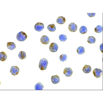 Anti-LAMP-2 antibody produced in rabbit，100UG，PRS3627-100UG，Sigma