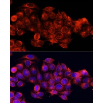 Anti-ATG5 antibody produced in rabbit，100UL，SAB5700062-100UL，Sigma