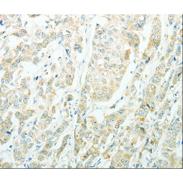 Anti-AGBL1 antibody produced in rabbit，100UL，SAB4301031-100UL，Sigma