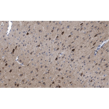 Anti-GluR1 Antibody, clone RH95 ZooMAb® Mouse Monoclonal，25UL，ZMS1007-25UL，Sigma