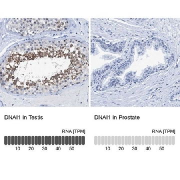 Anti-DNAI1 antibody produced in rabbit，100UL，HPA021843-100UL，Sigma