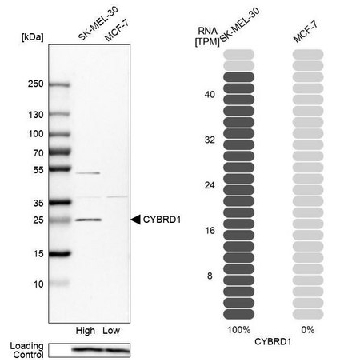 Anti-CYBRD1 antibody produced in rabbit，100UL，HPA014757-100UL，Sigma