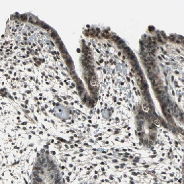 Anti-NR2C2 antibody produced in rabbit，100UL，HPA006313-100UL，Sigma