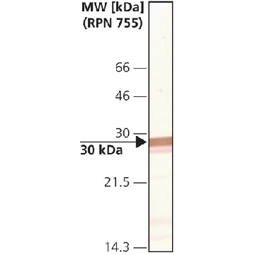 Monoclonal Anti-Connexin-32 antibody produced in mouse，0.2ML，C6344-.2ML，Sigma