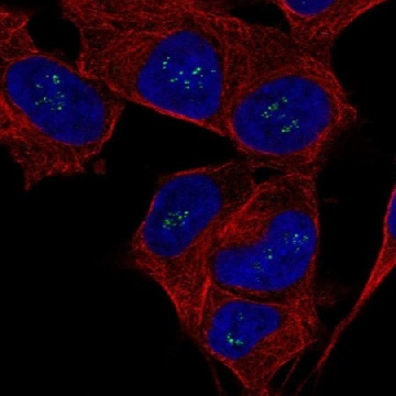 Anti-FGF14 antibody produced in rabbit，100UL，HPA049828-100UL，Sigma