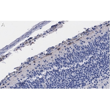 Anti-Reelin Antibody, clone G10 ZooMAb® Mouse Monoclonal，4X25UL，ZMS1025-4X25UL，Sigma