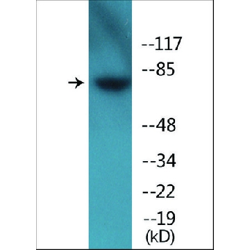 Anti-phospho-Tau (pSer²⁶²) antibody produced in rabbit，100UG，SAB4504555-100UG，Sigma