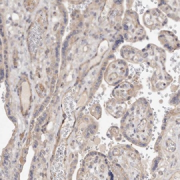 Anti-ADAMTS9 antibody produced in rabbit，100UL，HPA028577-100UL，Sigma