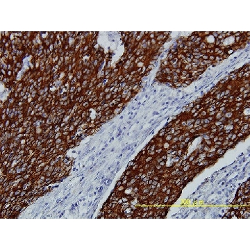 Monoclonal Anti-FGFR2 antibody produced in mouse，100UG，WH0002263M1-100UG，Sigma