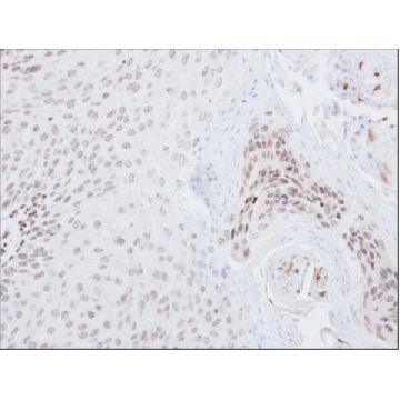 抗-NFE2L2 兔抗，100UL，SAB2701989-100UL，Sigma