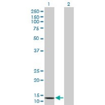 Anti-COX6B2 antibody produced in mouse，50UG，SAB1408291-50UG，Sigma