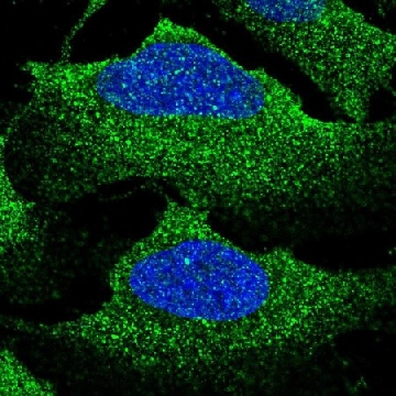 Anti-SLC12A2 antibody produced in rabbit，100UL，HPA063697-100UL，Sigma