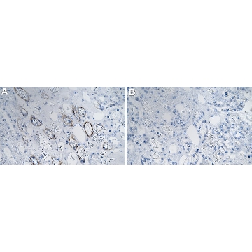 Anti-HSPG2 Antibody, clone 1M17 ZooMAb® Rabbit Monoclonal，254G，ZRB2606-25UL，Sigma