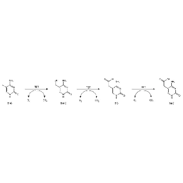 Ten Eleven Translocase，25UG，S9797-25UG，Sigma
