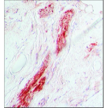 抗-S-100 兔抗，0.2ML，S2644-.2ML，Sigma