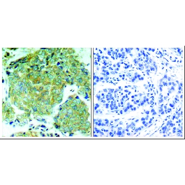 Anti-phospho-EIF2S1 (pSer⁵¹) antibody produced in rabbit，100UG，SAB4300221-100UG，Sigma