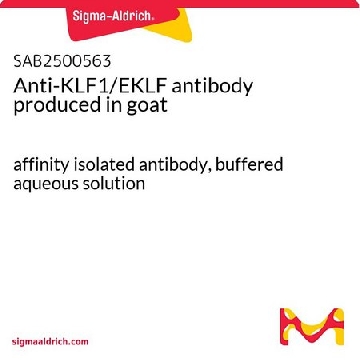 Anti-KLF1/EKLF antibody produced in goat，100UG，SAB2500563-100UG，Sigma