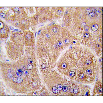 Anti-FUCA2 (N-term) antibody produced in rabbit，100UG，SAB1300888-100UG，Sigma