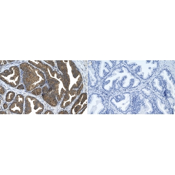 Anti-MXRA8 Antibody, clone 1F4 ZooMAb® Rabbit Monoclonal，4X25UL，ZRB2731-4X25UL，Sigma