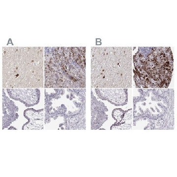 Anti-VGF antibody produced in rabbit，100UL，HPA072505-100UL，Sigma