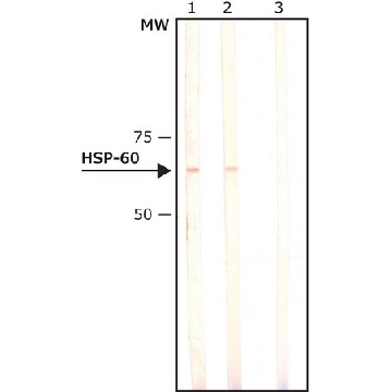 单克隆抗-热休克蛋白 60 小鼠抗，0.2ML，H3524-.2ML，Sigma