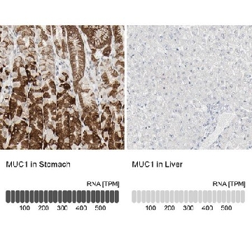 Anti-MUC1 antibody produced in rabbit，100UL，HPA004179-100UL，Sigma