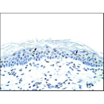 Anti-FOSL1，100UL，SAB2108461-100UL，Sigma