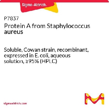 蛋白质A 来源于金黄色葡萄球菌，5MG，P7837-5MG，Sigma