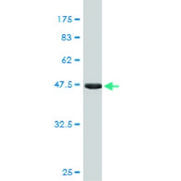 Monoclonal Anti-FGF21 antibody produced in mouse，100UG，SAB1405015-100UG，Sigma