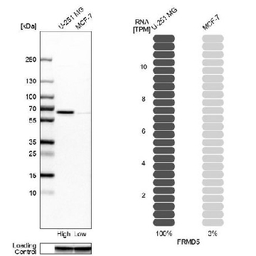 Anti-FRMD5 antibody produced in rabbit，100UL，HPA011746-100UL，Sigma